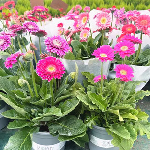 进口非洲菊 高杆扶郎花 庭院阳台太阳花盆栽成品带花发父亲花包邮