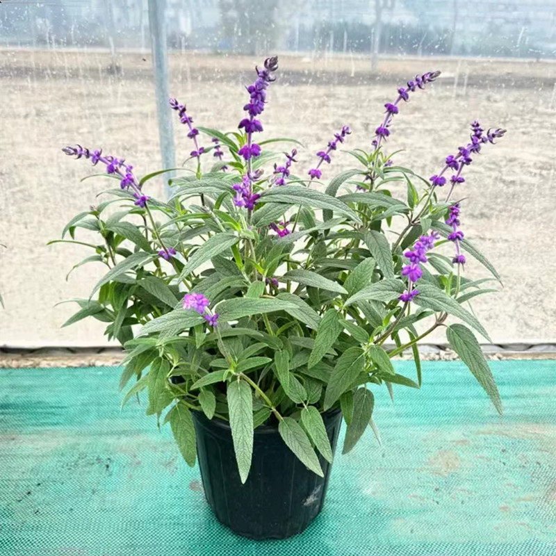 鼠尾草春夏秋庭院阳台蓝色花卉