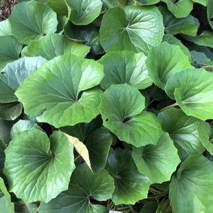 大叶吴凤草盆栽 树下耐阴观叶植物 庭院地被易养多年生常绿植物