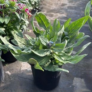 勿忘我盆栽 庭院阳台花镜植物  宿根蓝色小穗花  野趣蓝色系花卉