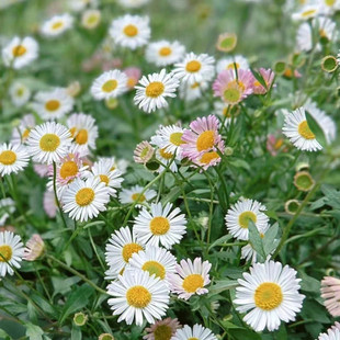 墨西哥飞蓬草盆栽阳台庭院多年生美观野趣造景小雏菊易爆花  包邮