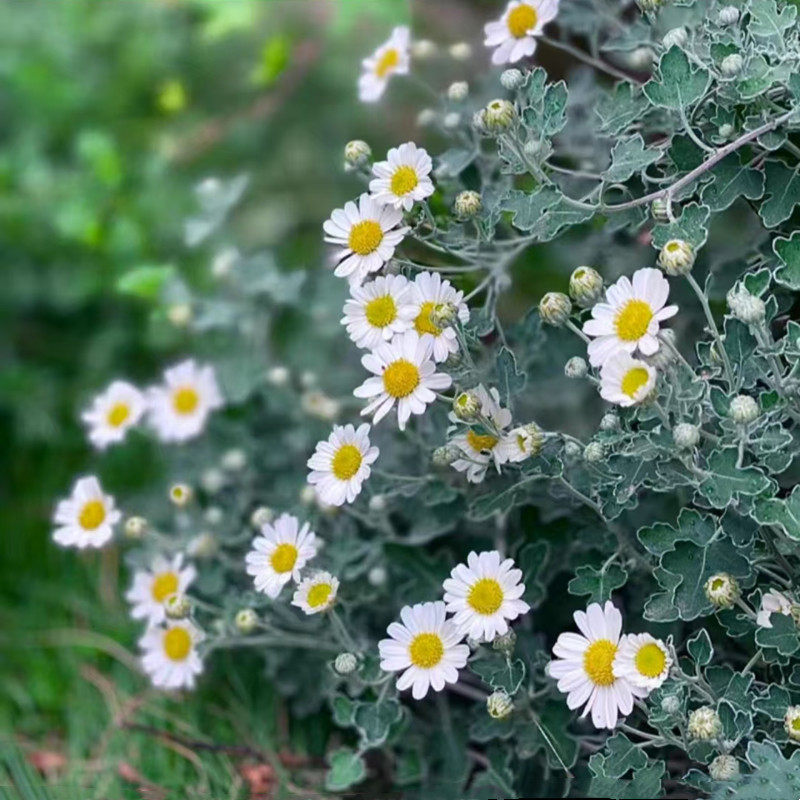 足摺野路菊盆栽 耐热耐寒小雏菊 庭院阳台多年生盆栽植物高山雅菊