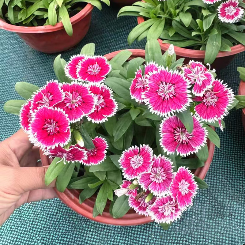 大花石竹盆栽 花毯石竹 耐寒五彩石竹梅 室外庭院草本花卉 包邮