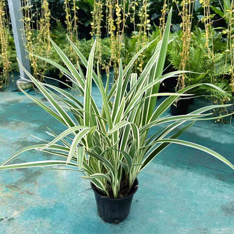 花叶玉婵花 庭院水池边造景植物 山菅兰蓝色乌托邦多年生花镜花卉