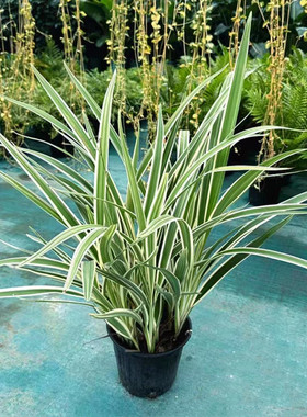 花叶玉婵花 庭院水池边造景植物 山菅兰蓝色乌托邦多年生花镜花卉