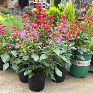 一串红盆栽 庭院阳台花镜植物 愿望长穗鼠尾草勤花系花期较长包邮