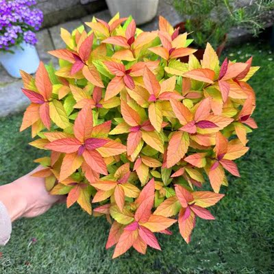 木本庭院春季金叶花镜植物