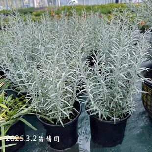 柳叶星河 柳叶白菀 进口庭院银叶碎花观叶植物 耐寒常绿灌木花卉