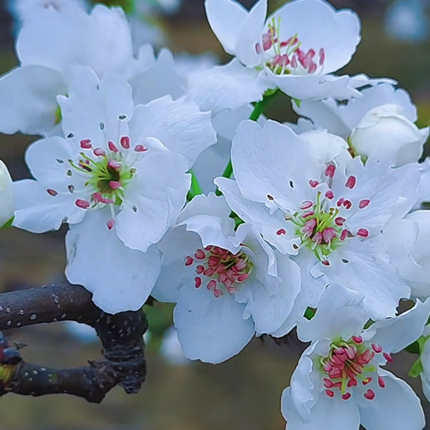 梨花粉梨树花粉（10g纯粉）梨树授粉晚秋黄梨黄花梨皇冠梨翠冠梨