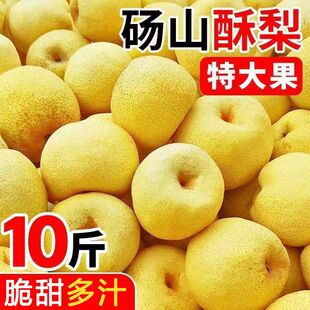 【多汁】砀山酥梨榨汁冰糖雪梨水果新鲜应季水果黄梨10斤批发