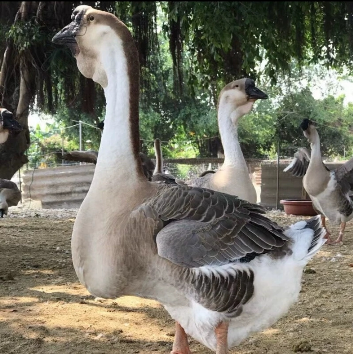 狮头鹅活苗小鹅活苗正宗汕头特大种狮头鹅灰狮子鹅幼崽朗德鹅活苗