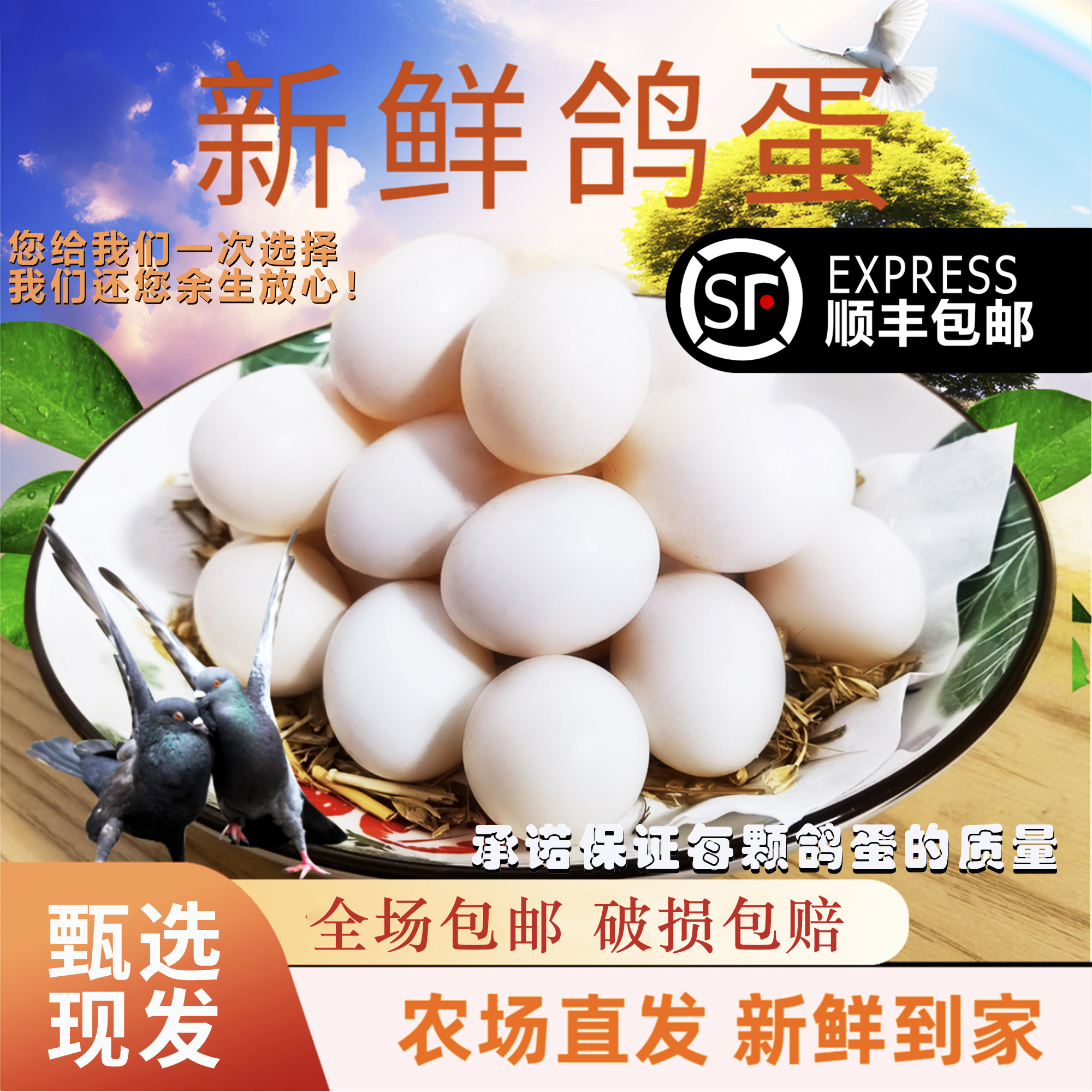 鸽子蛋新鲜12枚精选包邮孕妇宝宝辅食五谷杂粮农家散养甄选鸽子蛋
