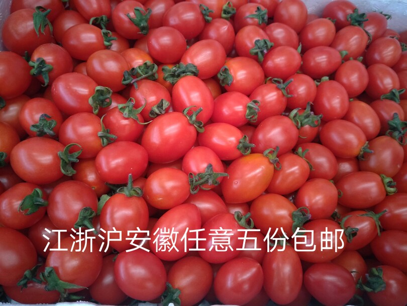 »ãÏÊÊß¹û ʥŮ¹û500g/ ÐÂÏÊÓ£ÌÒС·¬ÇÑ Î÷ºìÊÁ ÐÂÏÊÊß²ËË®¹û ɳÀ