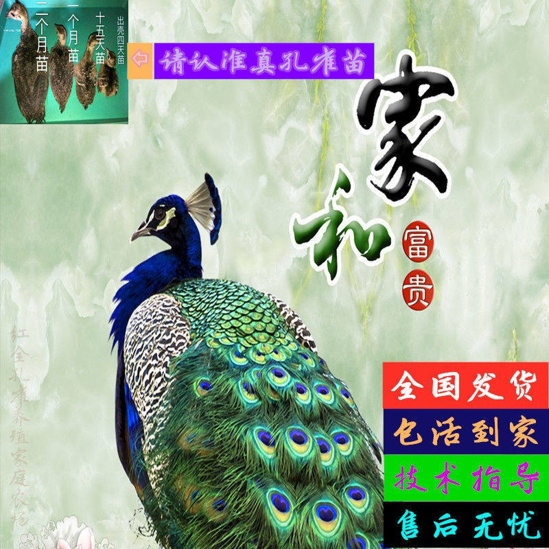 孔雀苗活物公母一对可选家养宠物观赏鸟小型活体七彩幼苗包活到家