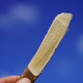 高原野生黄芪500g 豆香十足 深山高海拔地区采挖