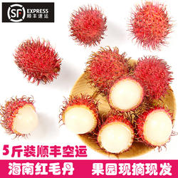 海南保亭红毛丹现摘顺丰7号果新鲜水果毛荔枝应季毛丹果5斤顺丰
