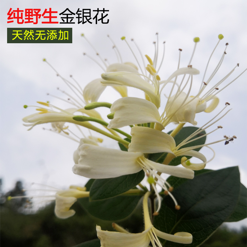 纯正野生金银花泡茶洗澡婴儿清火无激素中药材500g散装山银花干茶