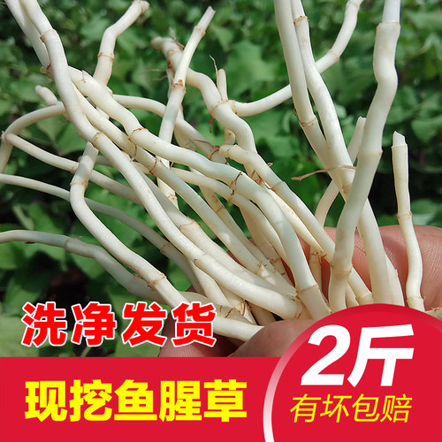 新鲜湖北鱼腥草包邮现耳根农家