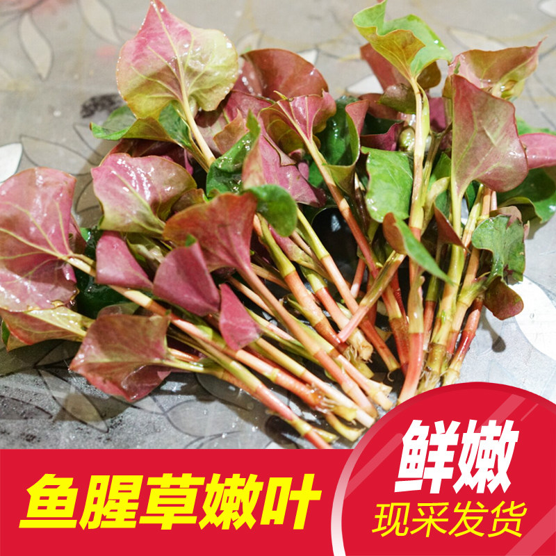 鱼腥草叶子现挖四川新鲜节节折耳根叶子当季节节根凉拌蔬菜嫩叶茎