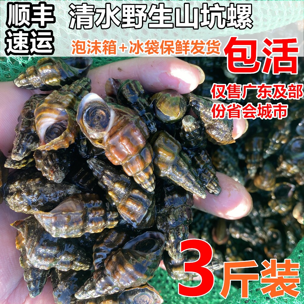 3斤韶关武江野生山坑螺清水螺丝脆爽清甜省内顺丰包邮