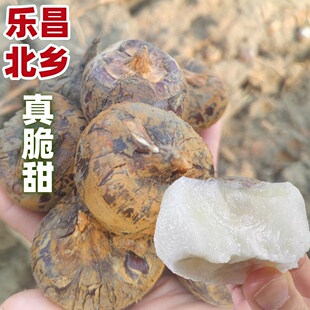 10斤特大果乐昌北乡马蹄特大果新鲜荸荠清甜可口11-13个一斤