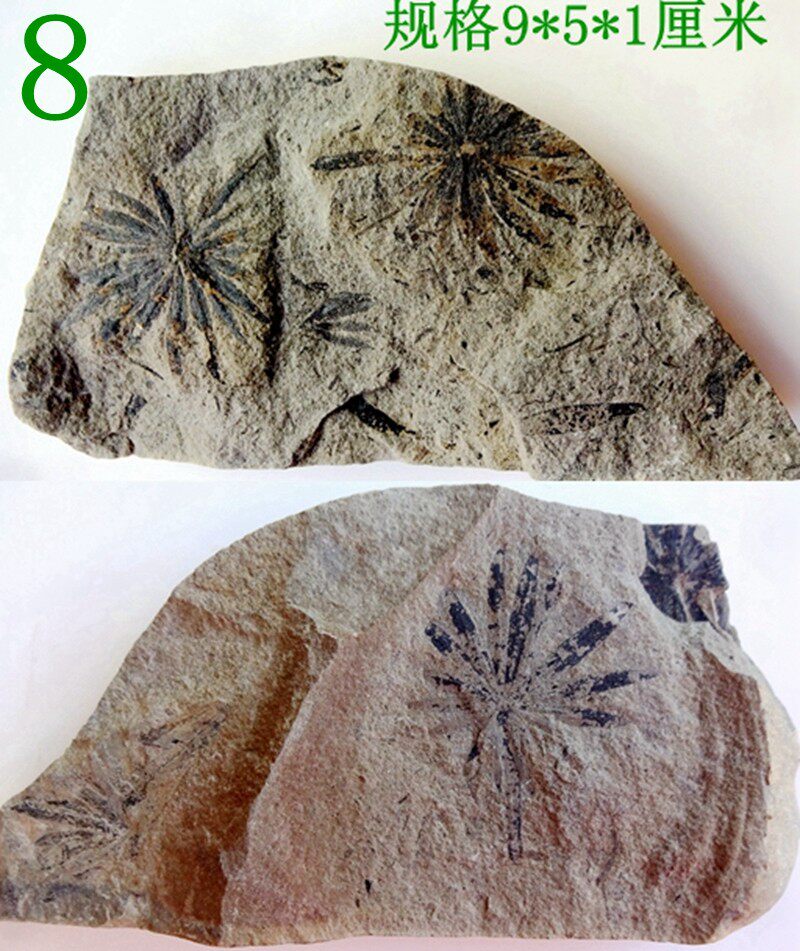 奇石观赏石模树石燕子石海星海胆植物螺树叶轮叶化石原石标本3215