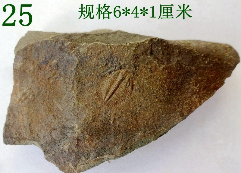 天然奇石观赏石树化玉菊石植物昆虫张氏三叶虫化石原石标本1968