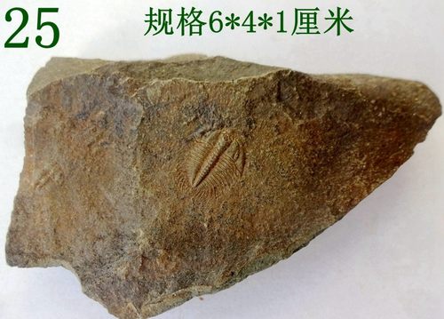 张氏三叶虫化石标本观赏收藏