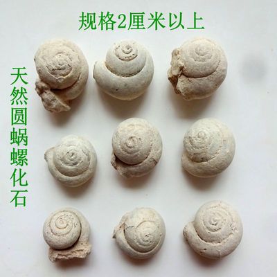 天然圆蜗螺化石收藏科普佳品