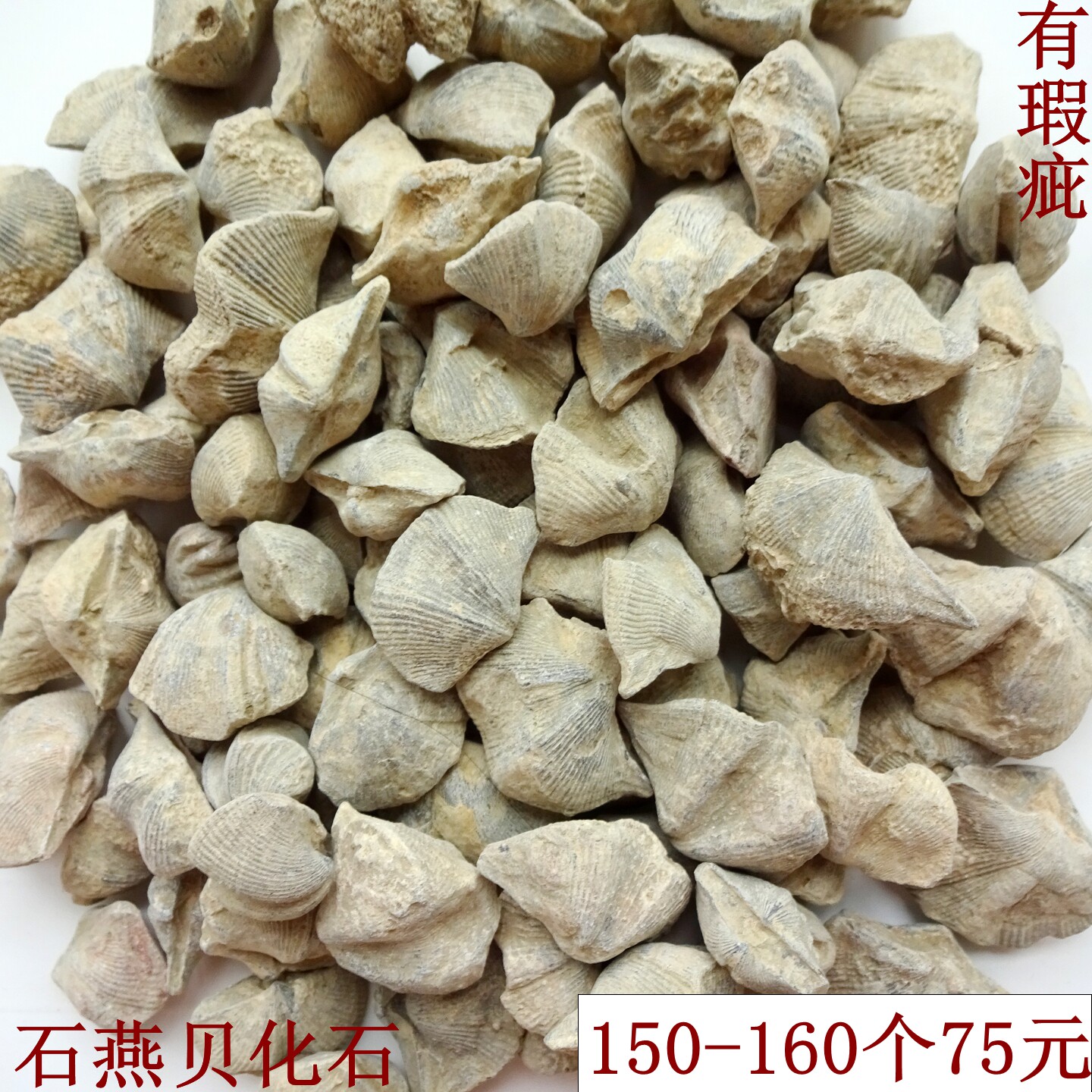 古生物奇石观赏石树化石硅化木菊石三叶虫植物石燕贝化石原石3656