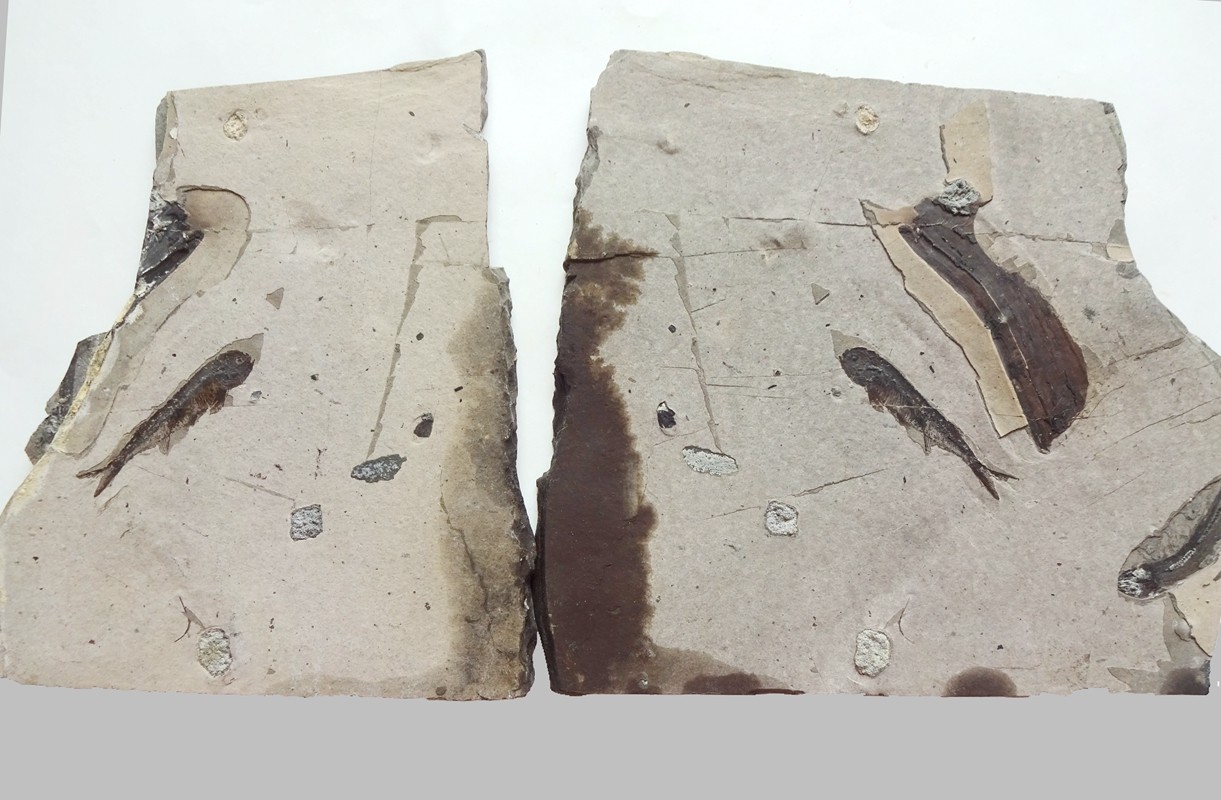 辽西鱼化石化石原石标本观赏收藏