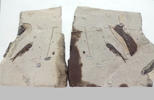 天然古生物昆虫菊石贝壳树化石三叶虫石燕对开鱼化石原石标本2958