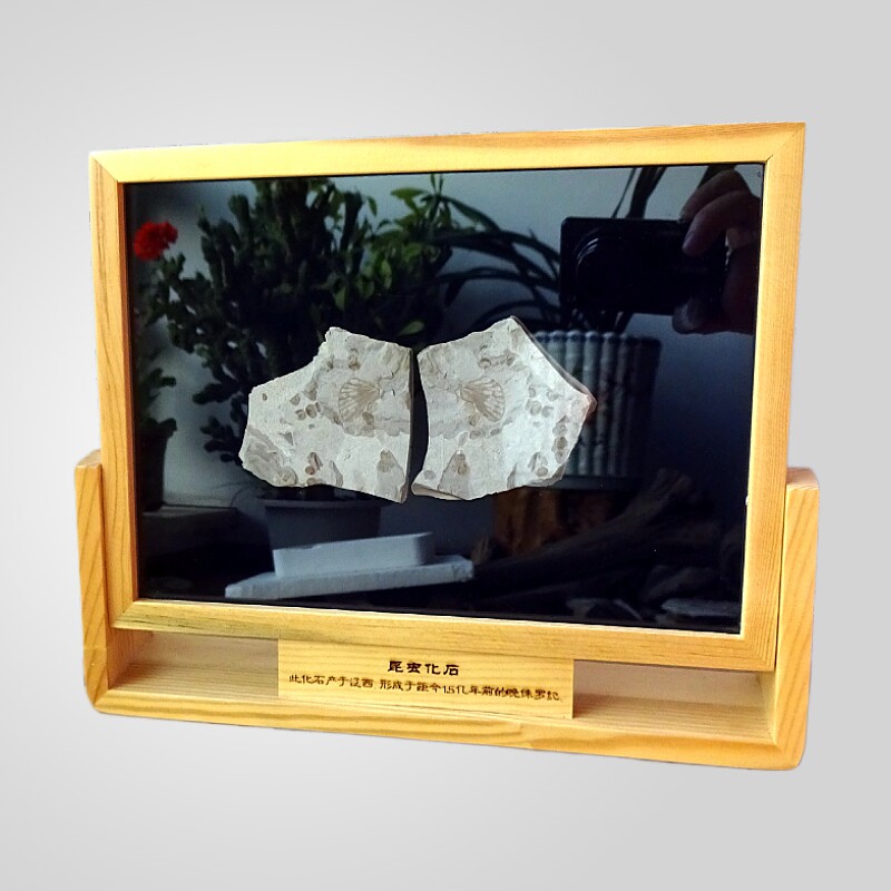 古生物动物昆虫贝壳三叶虫菊石螺松木框装裱对开蝴蝶化石标本2525