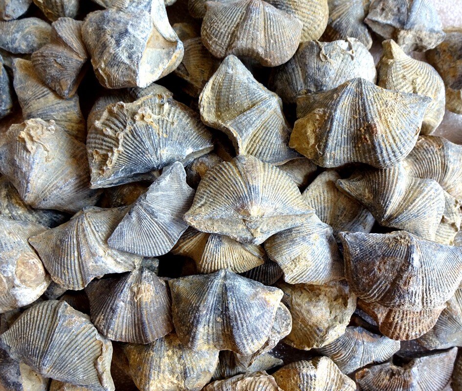 古生物三叶虫鲨鱼牙动物昆虫菊石燕子石海百合石燕贝化石标本2519