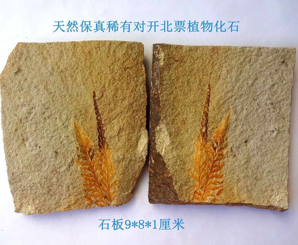 天然保真稀有辽西精美植物化石