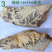 古生物奇石观赏石燕子石菊石树化石头漂亮稀有模树石原石标本2996