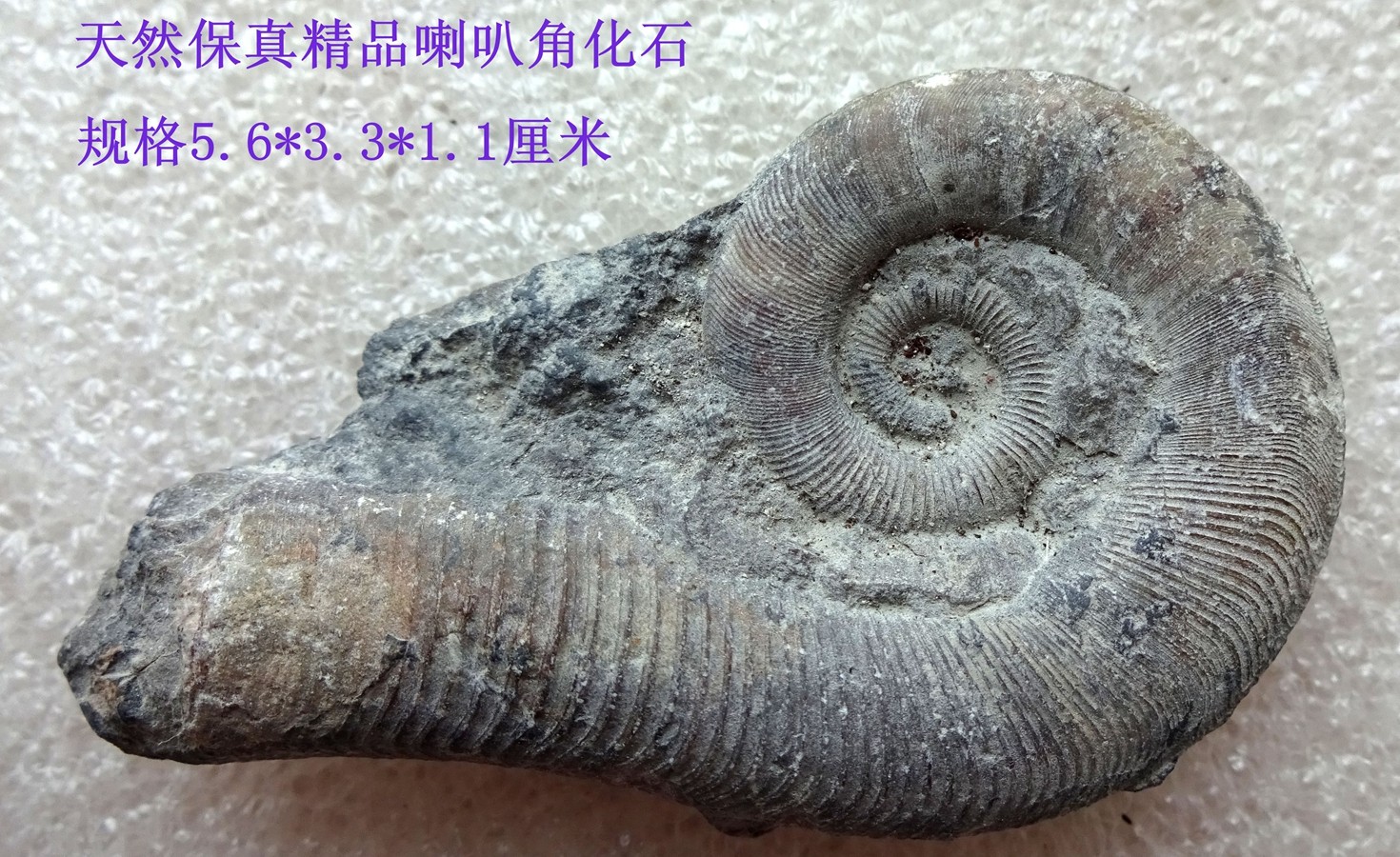 古生物奇石观赏石菊石狼鳍鱼动物昆虫精品角石喇叭角化石标本321