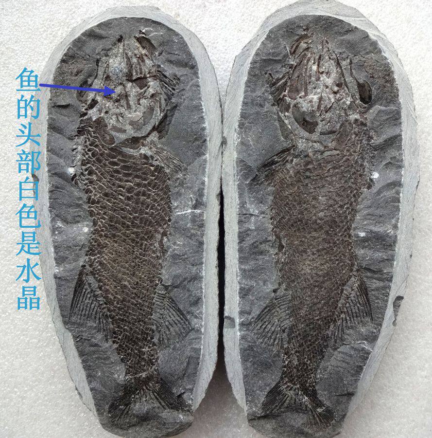 天然古生物三叶虫化石菊石斑彩螺动物昆虫对开鳞齿鱼化石标本9633