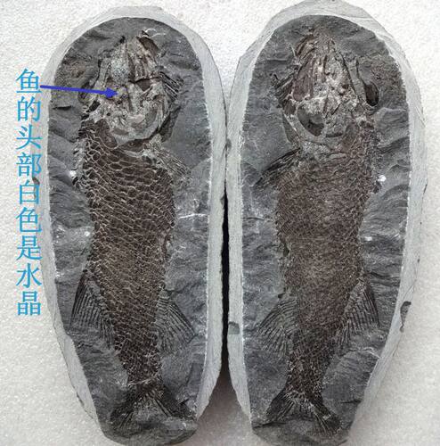 天然标本对开齿鳞鱼化石稀有保真
