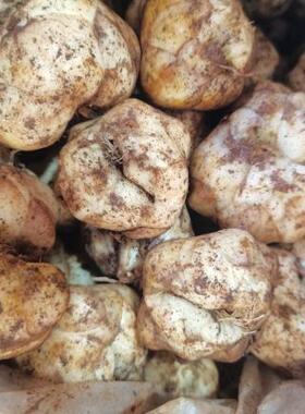 云南新鲜百合云南特产药食两用百合传统滋补品食用百合白合白和