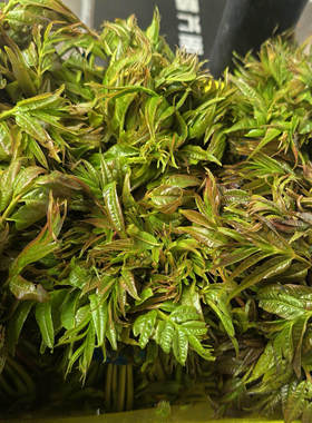 云南宣威野生香椿 头茬香春当季新鲜香春