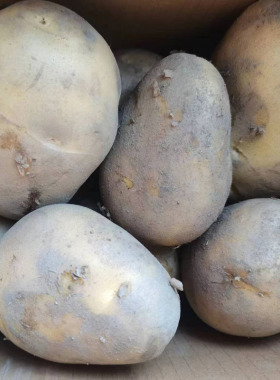 云南宣威老品种新洋芋现挖土豆新洋芋黄皮黄心马铃薯 农家