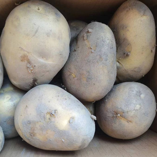 云南宣威老品种新洋芋现挖土豆新洋芋黄皮黄心马铃薯 农家