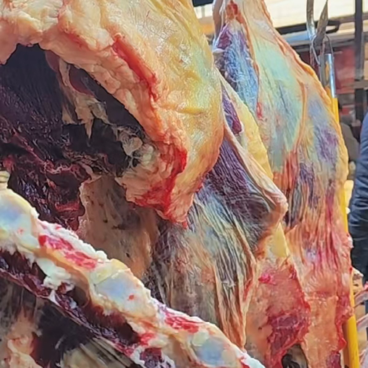 4斤包邮 云南宣威黄牛肉农家散养新鲜生牛肉牛腩腿牛排肉