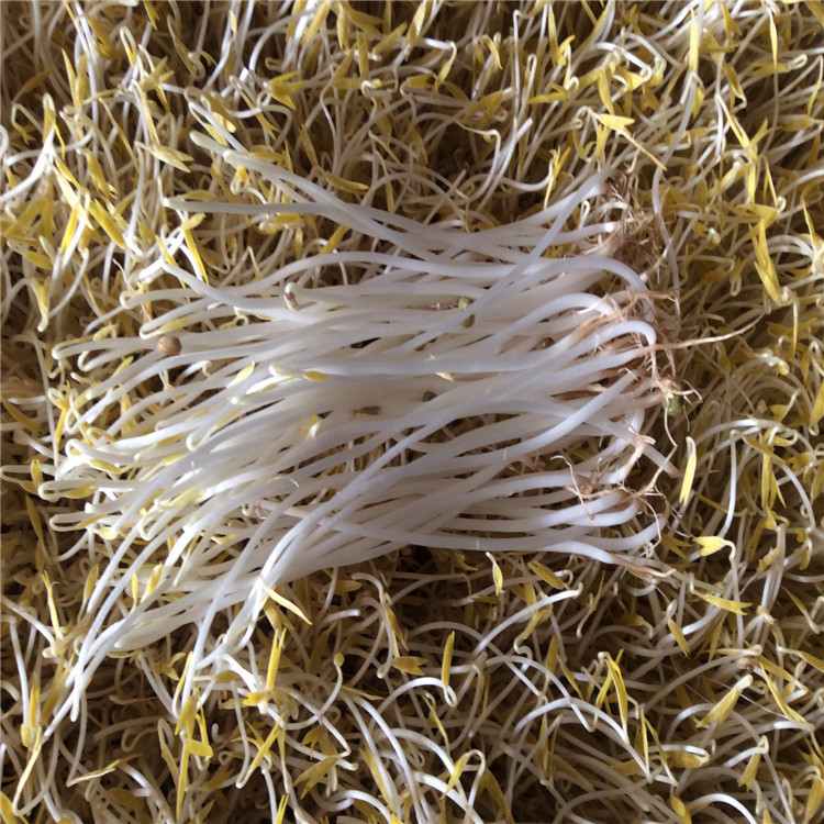 小型智能豆芽机全自动 多功能豆芽机设备 不锈钢豆制品机械