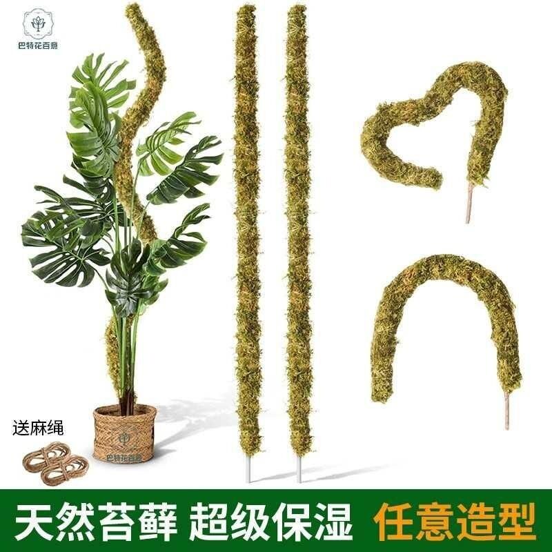 龟背竹水苔柱支撑杆老桩植物支架水台造型攀爬柱椰棕防倒伏苔藓柱图片