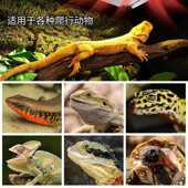 瑞皮Reptizoo智能爬宠饲养箱调温加热板角蛙守宫乌龟加热垫暖风机