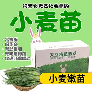 25年新草烘干小麦草嫩苗 兔子荷兰猪天竺鼠龙猫牧草干草毛重1000g