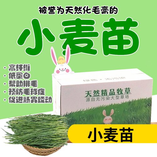 包邮新草烘干小麦草嫩苗 兔子荷兰猪天竺鼠龙猫牧草干草毛重1000g