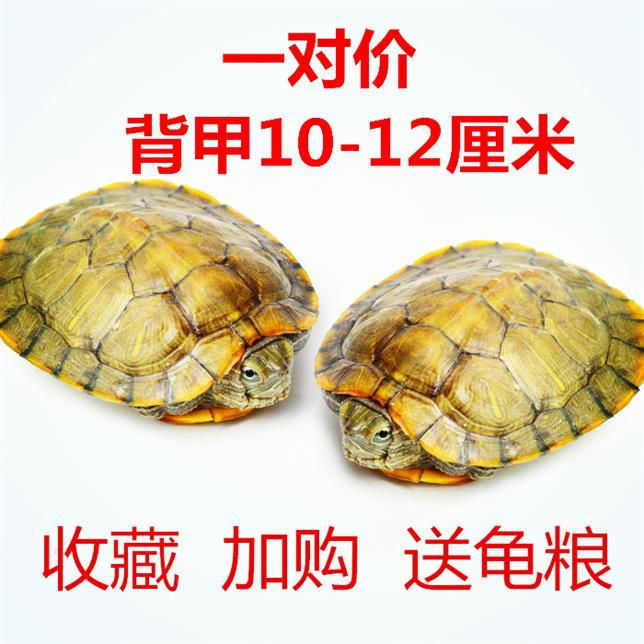 一对小乌龟活体淡水小宠长寿龟活物龟招财龟水龟宠物苗情侣巴西龟热销0件有赠品